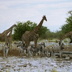 Afrika