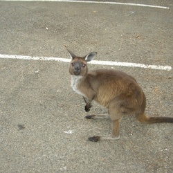 Australien