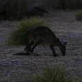 Flinders Chase NP097