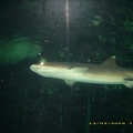 Sydney Aquarium44